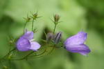 گل زنگوله ای ایتالیایی،Scottish bluebell